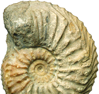 /images/artefacts/AMMONITE NEW 000-000-521-748-R-1.png